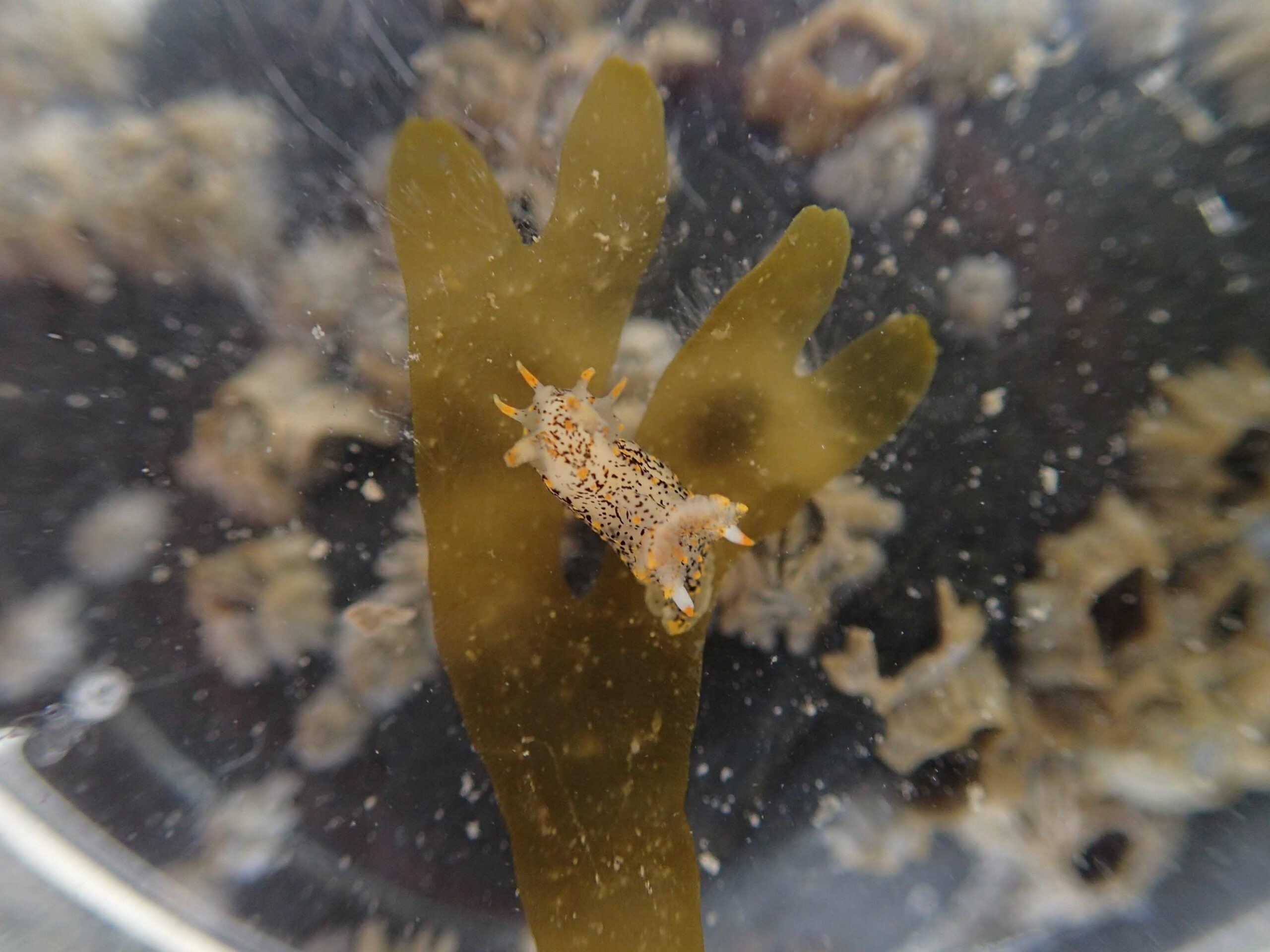 Polycera quadrilineata Ploycera quadrilineata