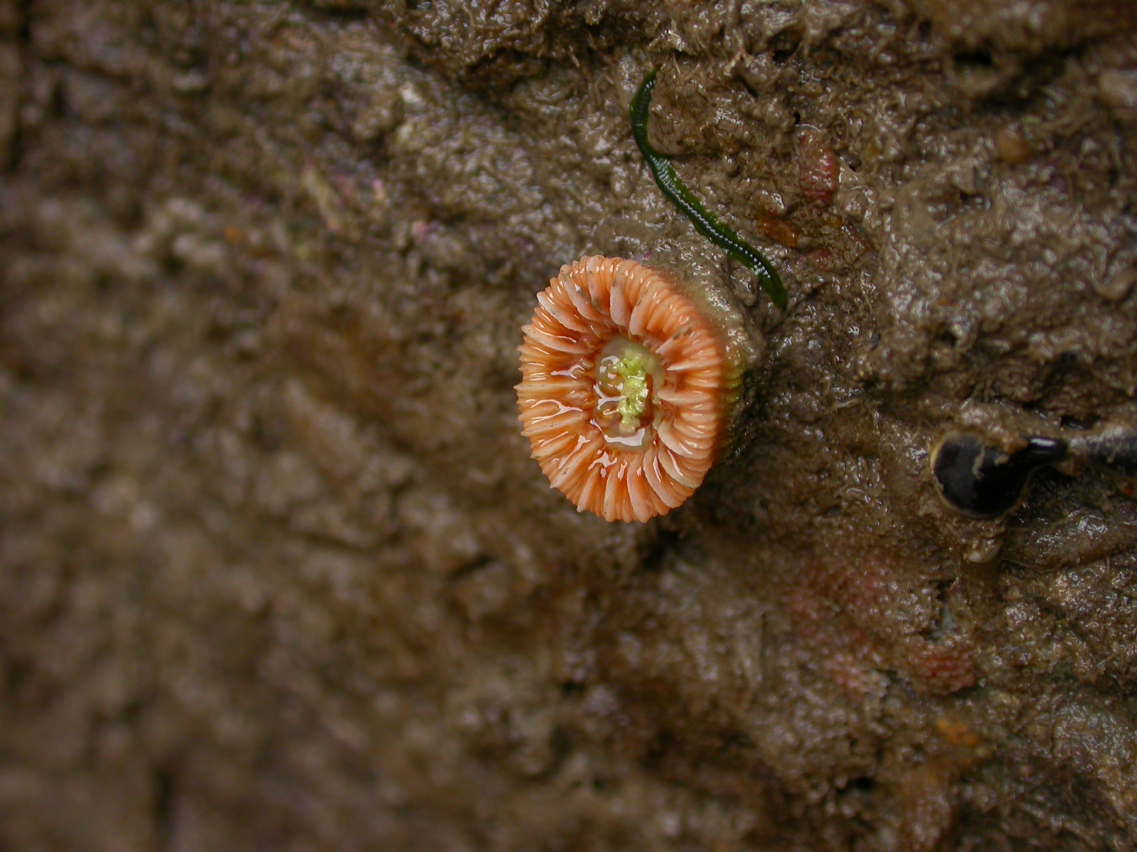 Devonshire Cup Coral dscn8928-1