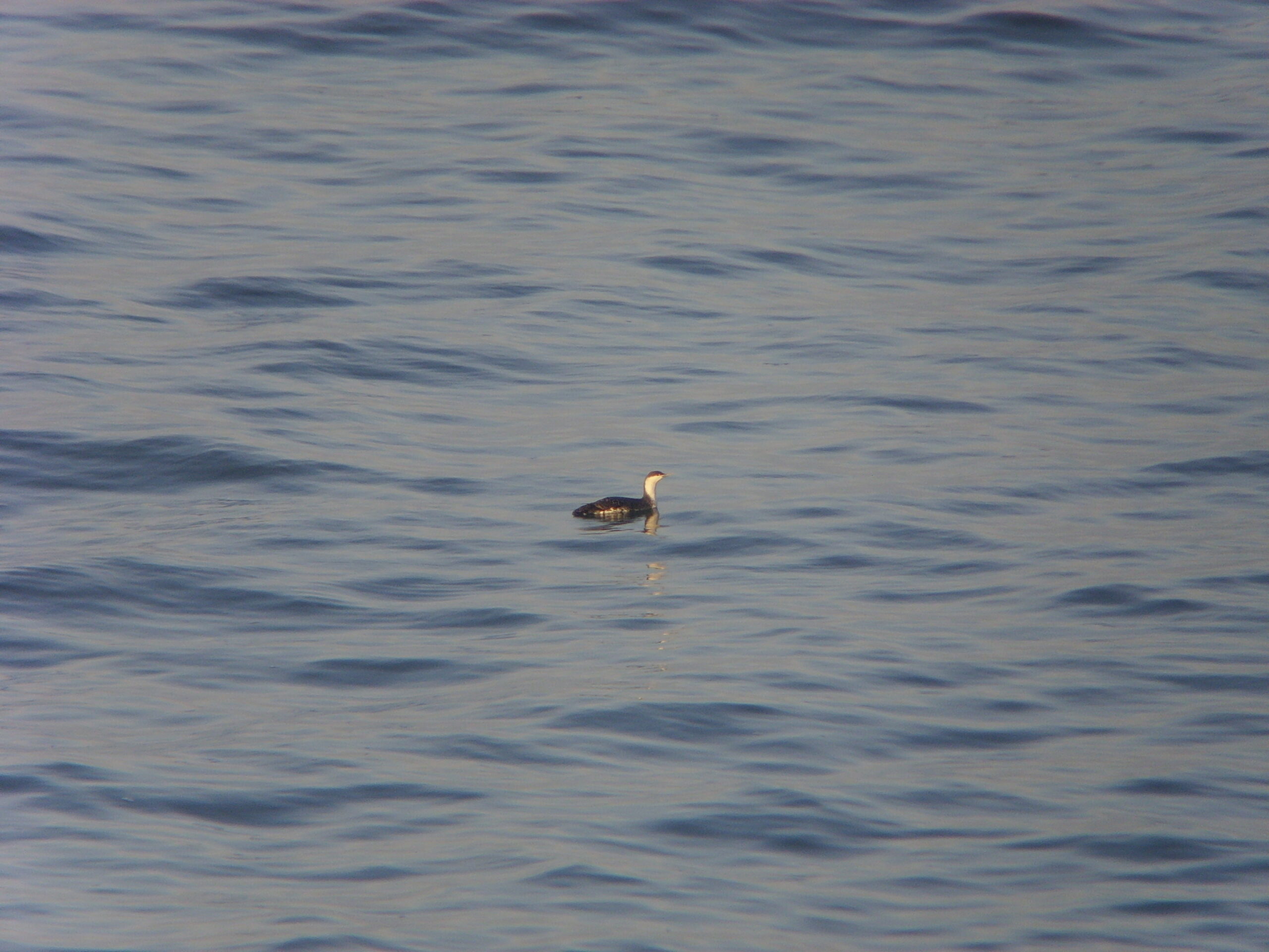 Red – throated Diver – Winter Plumage SSL28165