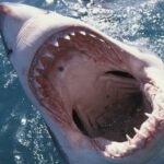 shark-01