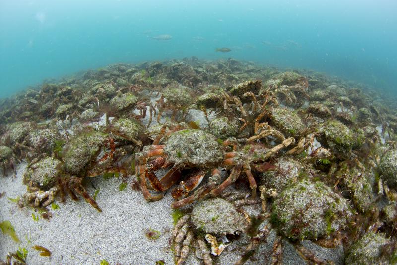 Great British Marine Observers….like Paul Naylor Spider crabs, St Brides UD1616 088 RJ2 (Paul Naylor marinephoto)