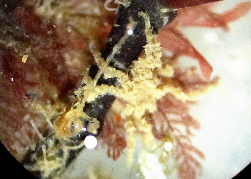 Micro View….
