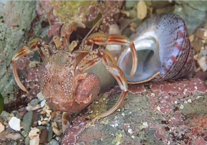 Come out of your shells !