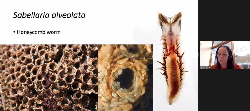 Are worms important ?……..
