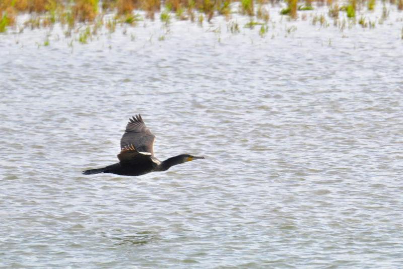 Birding at Velator……