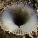Eyelashworm2